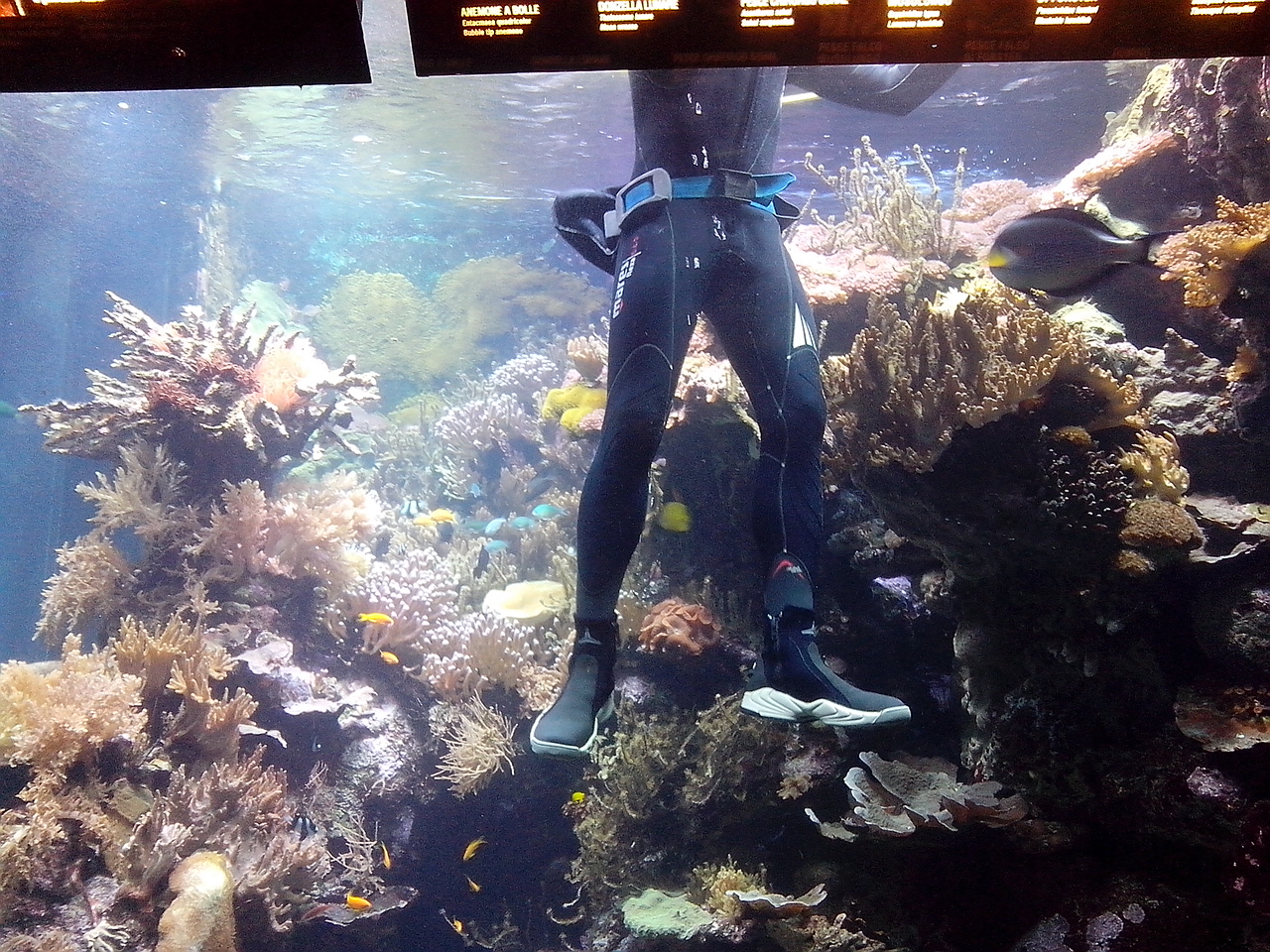 acquario di Genova pulizia vasche