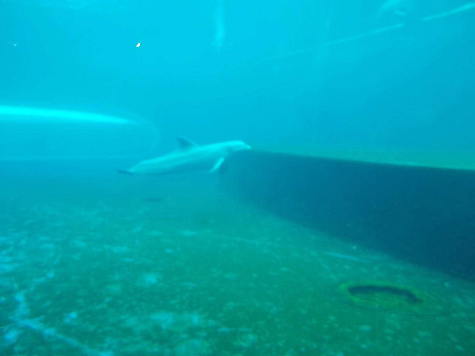 Delfini acquario di Genova