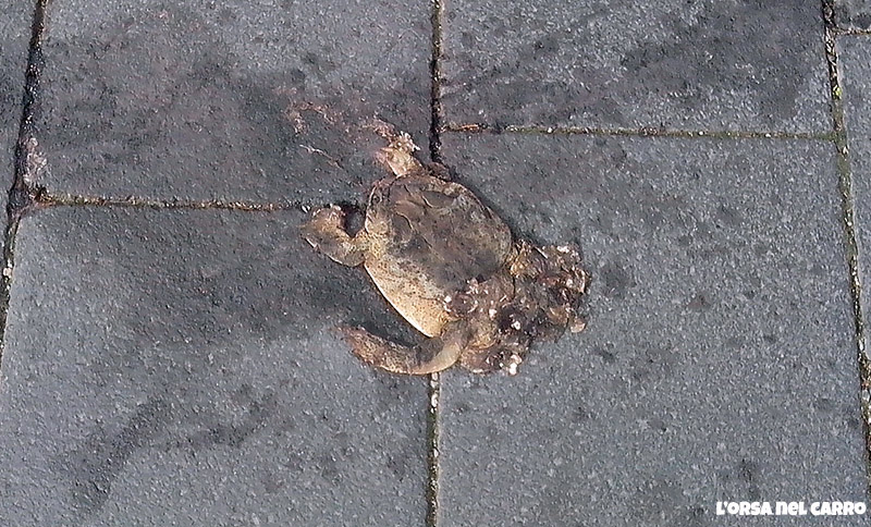 tartaruga investita sull'asfalto