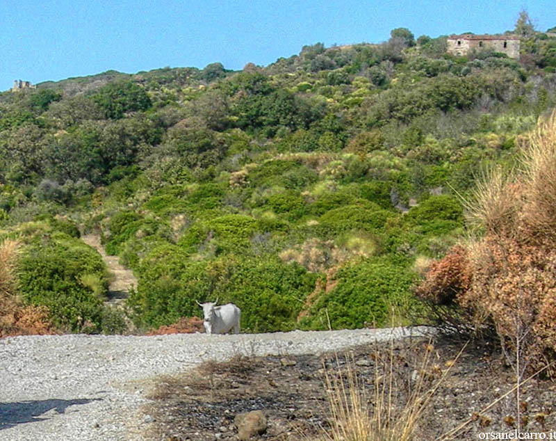 Cosa fare nel Cilento