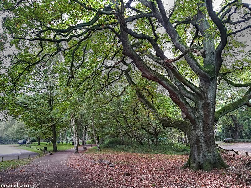 Foresta di Sherwood