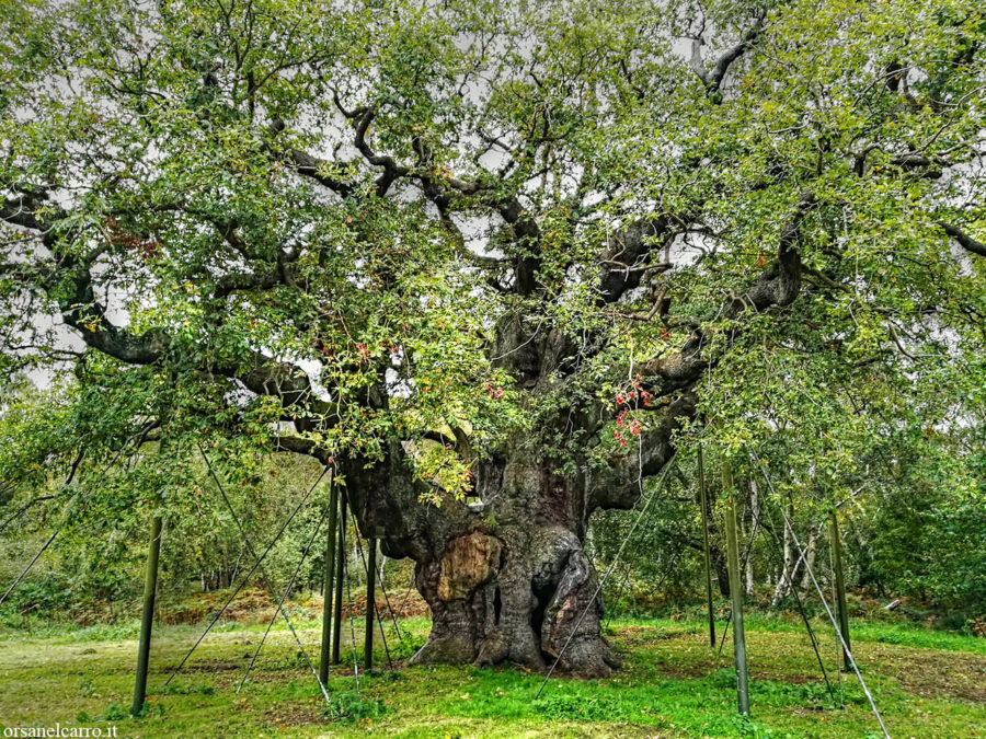 Foresta di Sherwood Major Oak