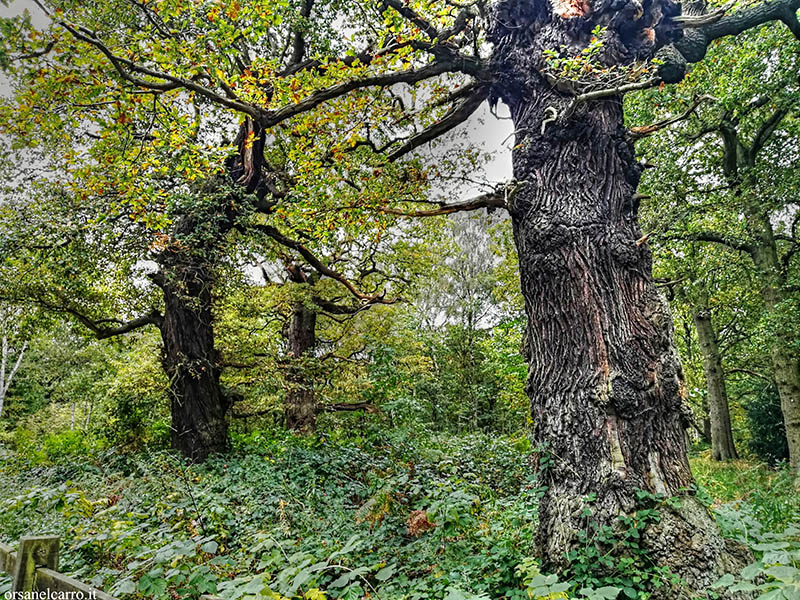 Quercia Foresta di Sherwood