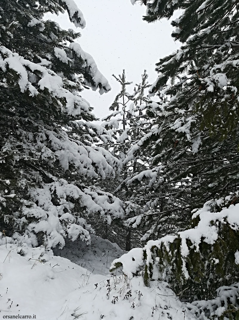 bosco abruzzese con la neve