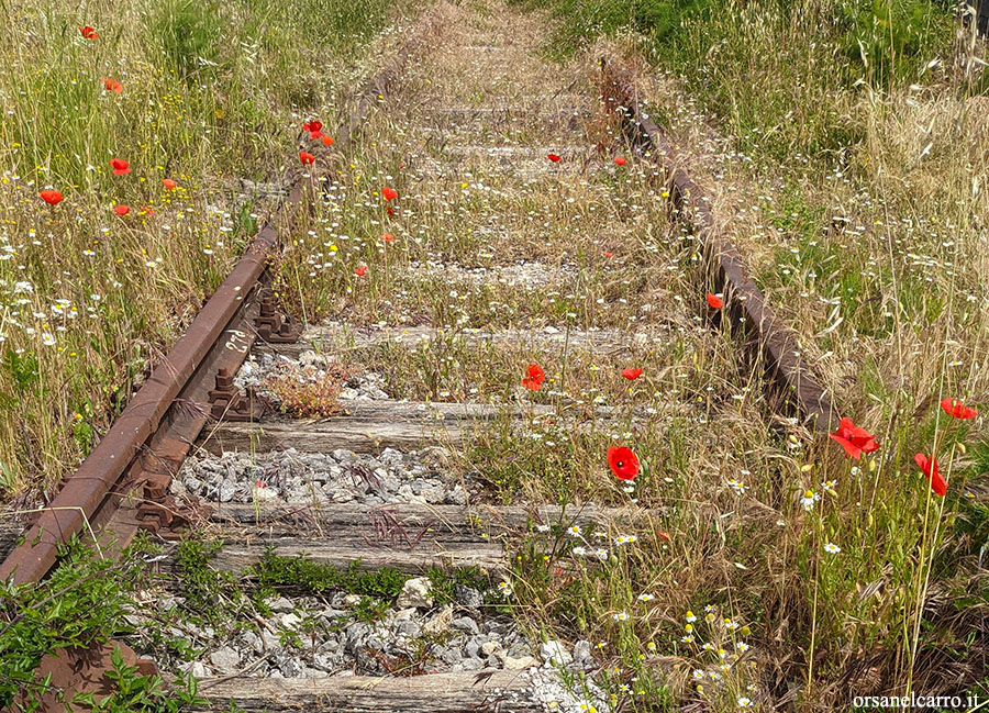 Trekking lungo la ferrovia abbandonata Sicignano Lagonegro