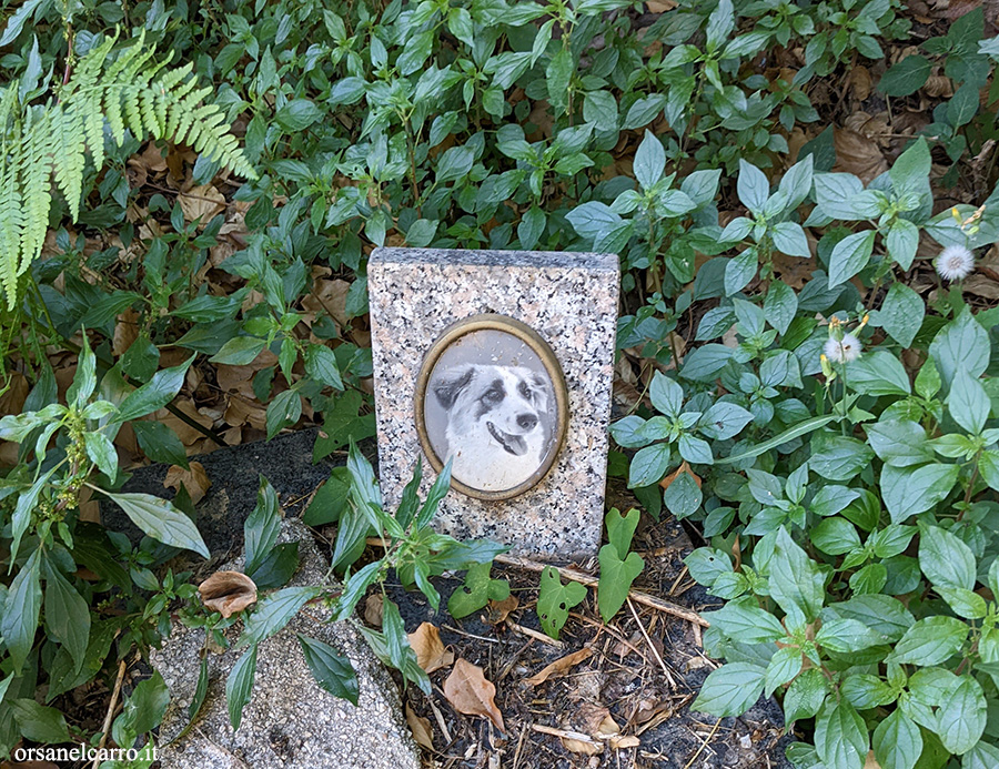 Cimitero abbandonato degli animali