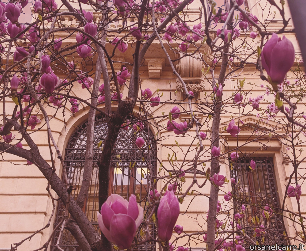 Magnolie di Bucarest 